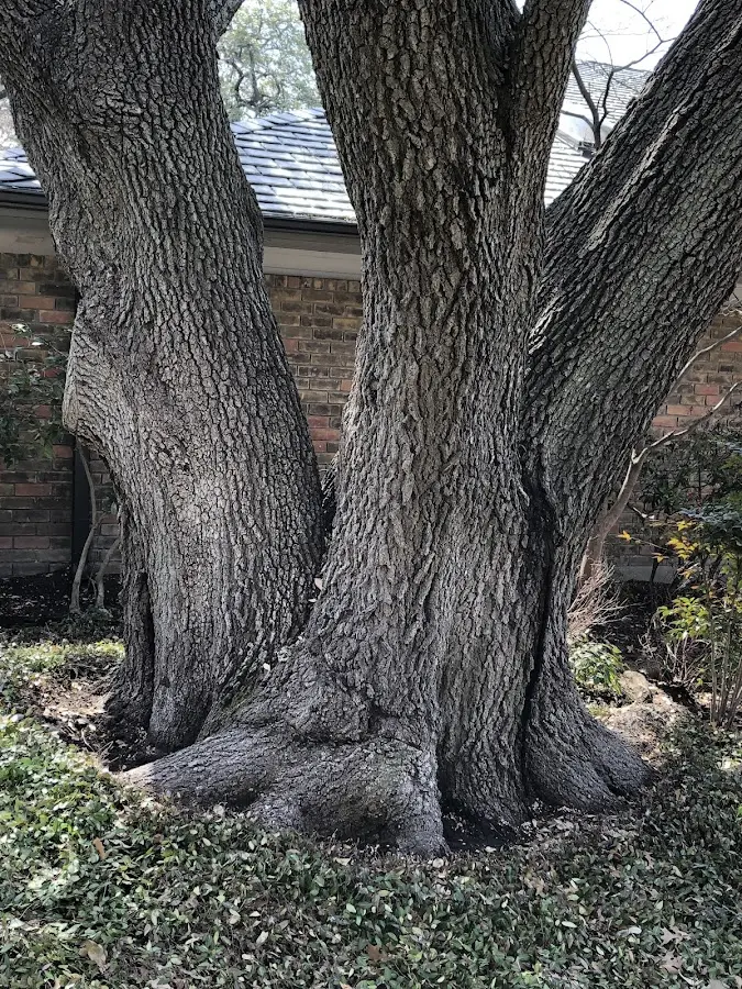 Mature heritage tree close to a Morse Bluff property cared for by certified arborists